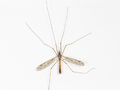 Tipula scripta